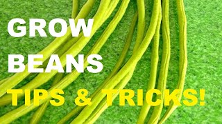 HOW TO GROW STRING BEANS | GARDENING PHILIPPINES