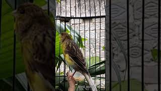 Download lagu KENARI malas bunyi, Terapi untuk kenari masteran canary #canarysingtraining #kanareyka mp3