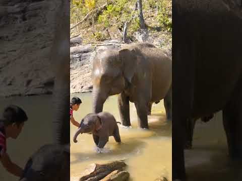 Most Cutest elephant baby video|| Adorable baby elephant 💕 ||#shots #elephant #nature #wildlife