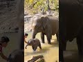 Most Cutest Elephant Baby Video Adorable Baby Elephant Shots Elephant Nature Wildlife