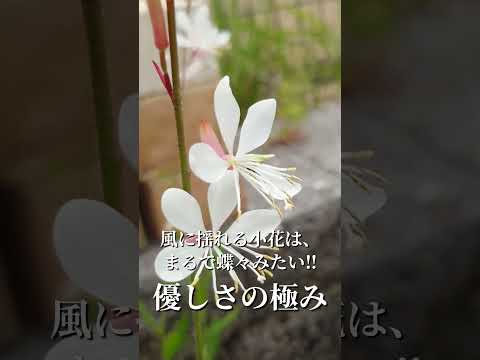 急成長する地被植物: 2023 年春のトップ 5!  庭園