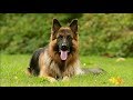 German Shepherd Dogs Breed German Shepherd Dog Pictures German Shepherd Beautiful Dogs Pets