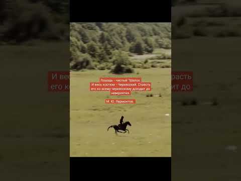 , title : 'Kabardian horse from Circassian🐴💔🔥 #shorts'