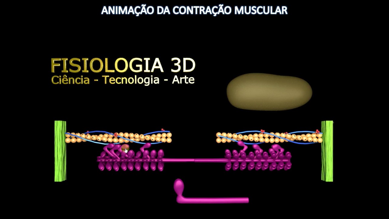 CONTRAÇÃO MUSCULAR