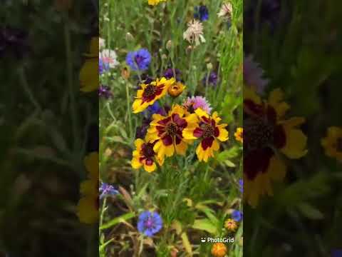 Beauties from ma front yard 💕 2022