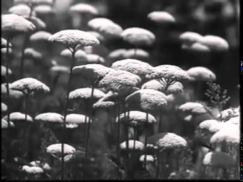 Sommersonntag in Berlin (1942)