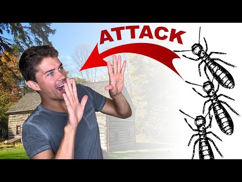 2nd YouTube video about are termites nocturnal