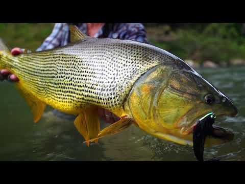 Fly Fishing for Dorado in Tsimane 3X "Just Fish Porn" (Season One, Episode One)
