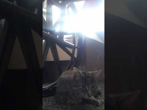 Shanice and her 🐈 princess ❤️💕💗💯