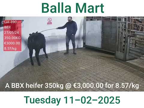 Balla Mart a heifer lot 890 @ 8.57/kg