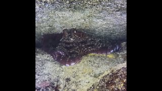 Nanaimo Dive Trip Oct   Video Captures