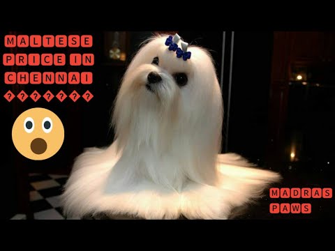 MALTESE  puppy price in Chennai ???|| madras Paws #youtube#youtubeshorts #youtuber#maltese #tamil