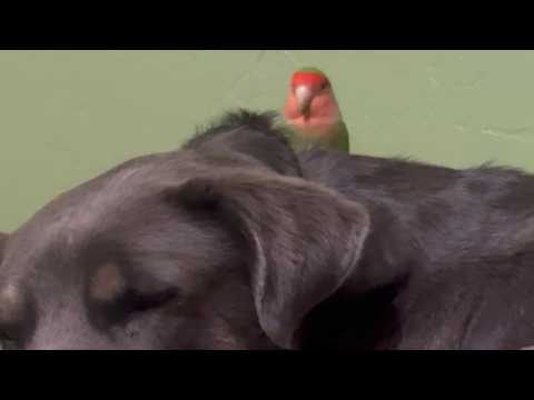 Parrot's stunning response to sick dog