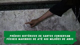 Prédios históricos de Santos conservam fósseis marinhos de até 400 milhões de anos
