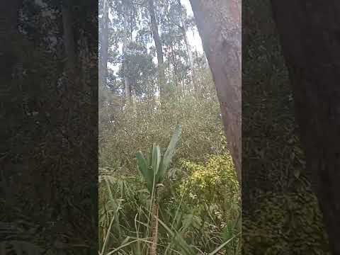 RWANDA NZIZA RWANDA RW,IMISOZI by