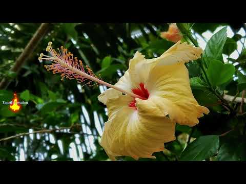 হলুদিয়া জবা🌺Yellow Flower🌼
