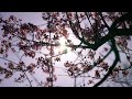 Na Jane Kaise Best Nature Song Nature Whatsapp Status Feel The Music Nature Life