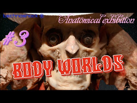 BODY WORLDS. Анатомическая выставка. Часть 3.