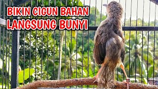 Download lagu Pancingan Cigun Agar Bunyi dan Cepat Ngriwik, Cigun Bahan Auto Emosi mp3 Download lagu Pancingan Cigun Agar Bunyi dan Cepat Ngriwik, Cigun Bahan Auto Emosi mp3