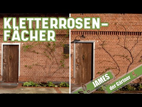Bringen Sie Ihre Kletterrose im Form - in Fächerform! | James der Gärtner