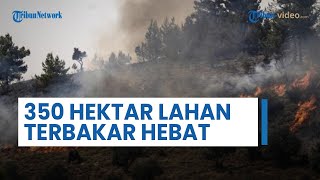 350 Hektar Lahan di Meron dan Biriya Hangus Terbakar, 215 Roket Hizbullah Ngamuk di Israel