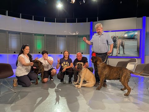 Digi Animal Club - Bullmastiff talk with Rodica & Andrei Tenu
