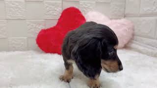 ミニチュアダックスの動画01