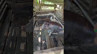 Dia de dar banho nos porco porque tá um calorão de 50° aqui em Rondônia