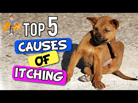 Why Is My Dog SO Itchy - the 5 Big Causes! - Dog Health Vet Advice