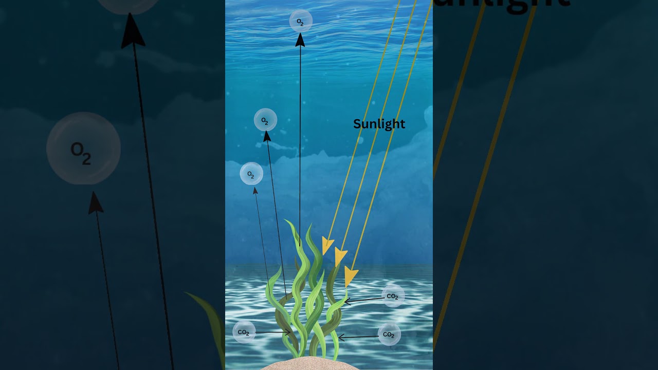 Did  you know the oceans produce oxygen? #Oceans #Oxygen #Photosynthesis