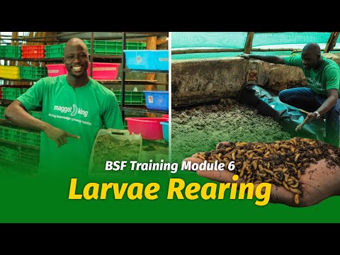 How to Start Black Soldier Fly Farming: Larvae Rearing (Module 6)