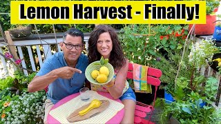 Download lagu Lemon Harvest (Finally!) & Making Fresh Squeezed Lemonade 🍋🍋🍋 mp3