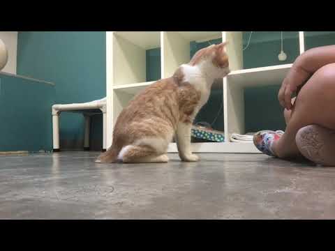 How to train your cat “Touch” or finger targeting