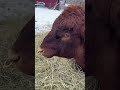 Bull loves his scratches! 🐄 🐮