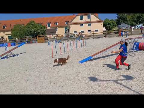 Agility competition "Dvojzkoušky Toulcův Dvůr + J0 květen"🇨🇿27.05.23. A2, Akira Rin🐎