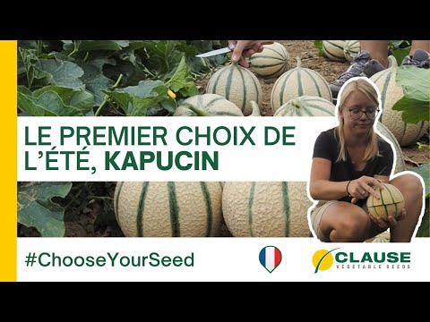 Video: KAPUCIN F1 (HMC451522)