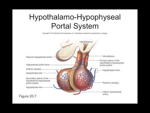 Chapter 20 Endocrine System Part2
