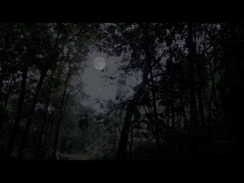 🌲 FOREST AT NIGHT – Crickets, Owls, Rain & Wind Sounds 🌙 Relaxing Nature Ambience for Sleep & Study🌲