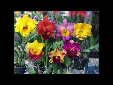 Different Variety of Cattleya Orchid Flowers (ctto)