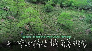 최적의 재배 조건 아래 최고의 품질관리와 고유의 수제방식으로 생산되는 대한민국 '왕의 녹차' , 하동 전통 …