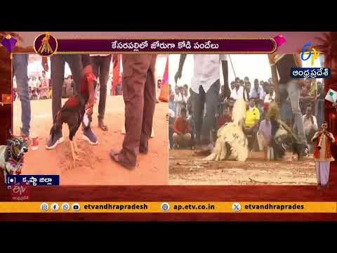 కేసరపల్లిలో కోడిపందేలు  | Buzz at Cockfight Arenas in Kesarpalli