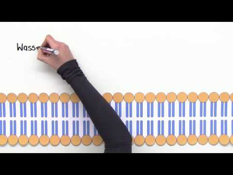 STOFFTRANSPORT AN DER BIOMEMBRAN | ENDOCYTOSE, EXOCYTOSE, MEMBRANFLUSS | Biologie