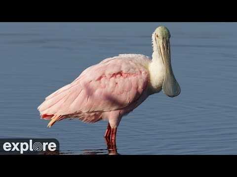 Live webcam view of Wading Bird Rookery at Alligator Farm