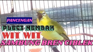 Download lagu Pancingan Masteran Pleci Nembak Wit Wit Sambung Bren Ciblek... mp3