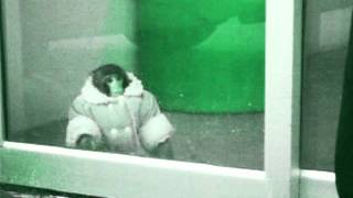 Benjum Wayne - Monkeys ft. Frindli Quinnli and Christofer Drew