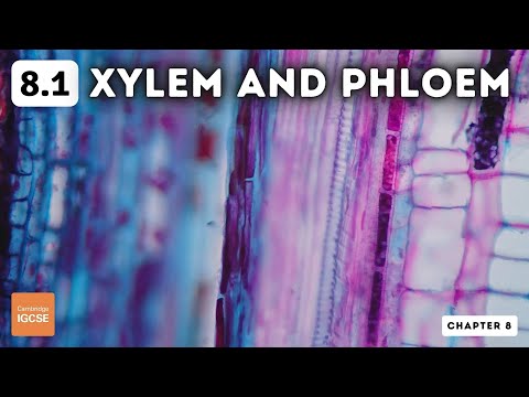 IGCSE Biology - Xylem and phloem (8.1)