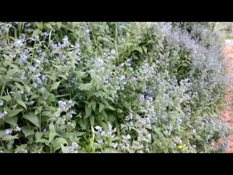 Bees & Comfrey Plants