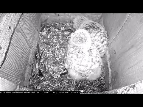 Bat Delivered To Barred Owl Chicks, Eldest Owlet Swallows It Whole – May 1, 2021