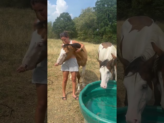 Hongre Paint Horse 