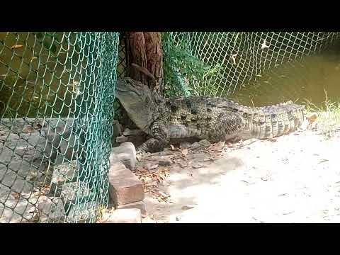 Crocodile escaping from the zoo | crocodile video